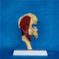 Hip Joint Human Muscle Anatomic Modell für medizinische Lehre (R040104)